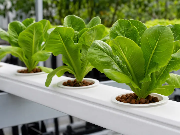 Laitues cultivées dans un canal hydroponique