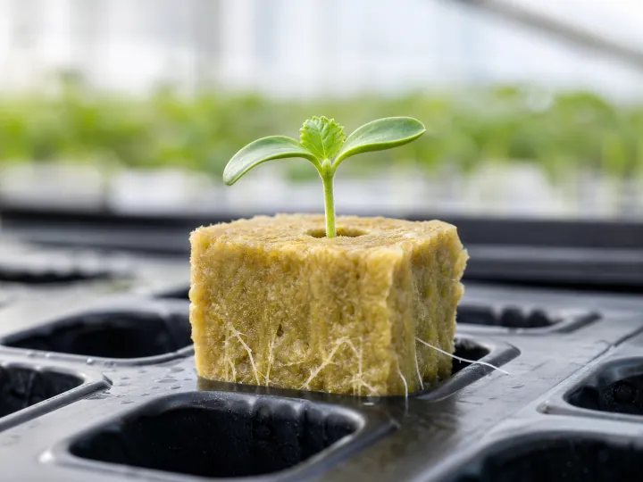 Jeune plant enraciné dans un cube de laine de roche