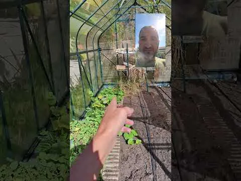 Miniature de la vidéo : Déménagement de ma serre hydroponique