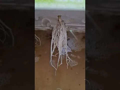 Miniature de la vidéo : Suivi de culture hydroponique