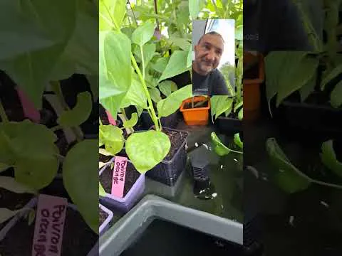 Miniature de la vidéo : Poivron en hydroponie urbaine