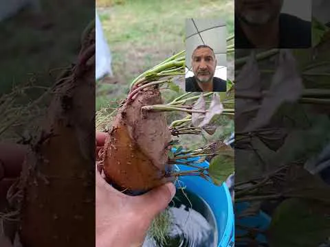 Miniature de la vidéo : Toi aussi, fais pousser des patates douces à l’infini