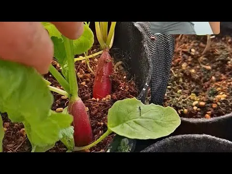 Miniature de la vidéo : Des radis cultivés dans le coco perlite de Terra Aquatica