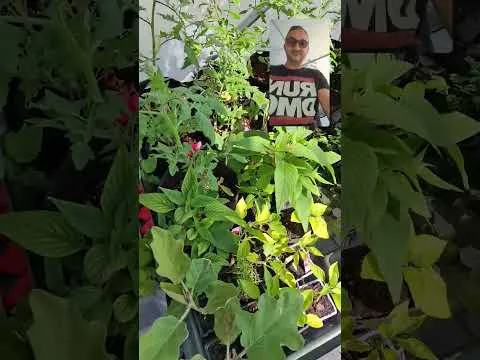 Miniature de la vidéo : Salades en raft hydroponique